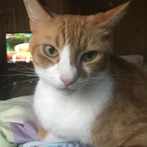 Meet your Posher, Landis